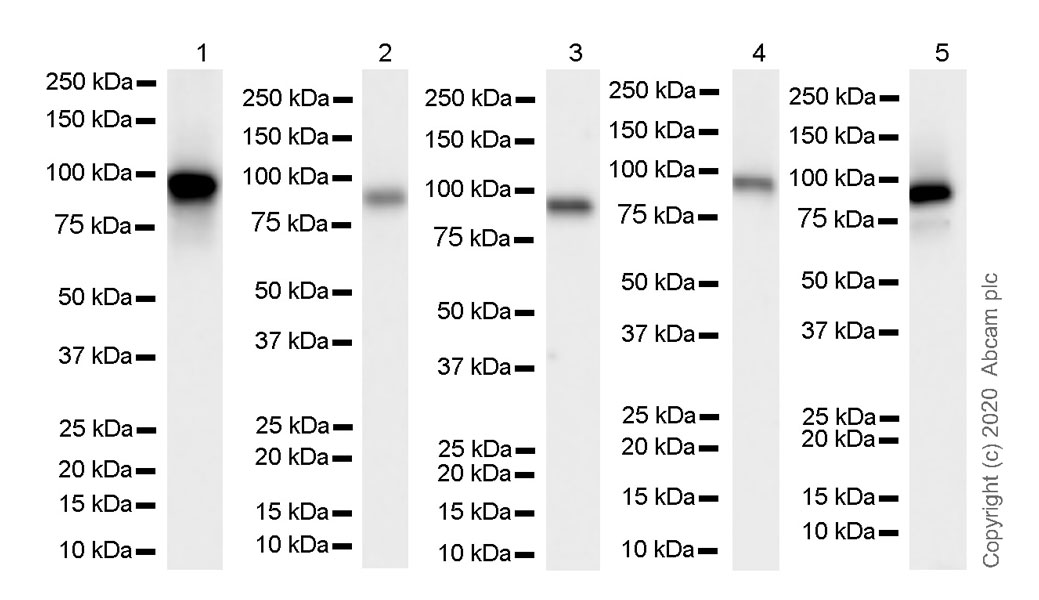 Western blot - Anti-HIF1 beta antibody [EPR23106-151] (AB270520), expandable thumbnail