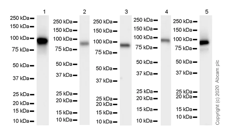 Western blot - Anti-HIF1 beta antibody [EPR23106-151] (AB270520)