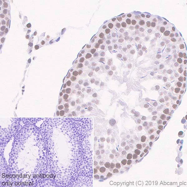 Immunohistochemistry (Formalin/PFA-fixed paraffin-embedded sections) - Anti-HIF1 beta antibody [EPR23106-151] - BSA and Azide free (AB270522)
