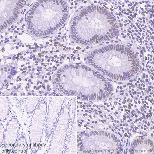 Immunohistochemistry (Formalin/PFA-fixed paraffin-embedded sections) - Anti-HIF1 beta antibody [EPR23106-151] - BSA and Azide free (AB270522)