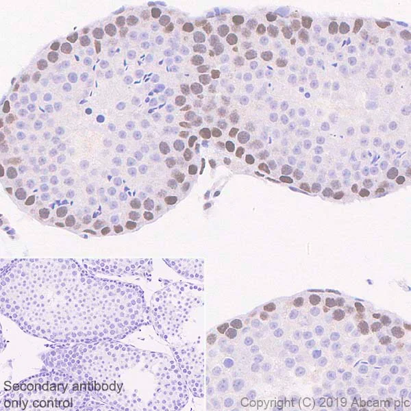 Immunohistochemistry (Formalin/PFA-fixed paraffin-embedded sections) - Anti-HIF1 beta antibody [EPR23106-151] - BSA and Azide free (AB270522)