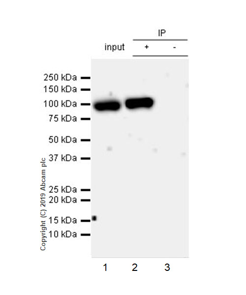 Immunoprecipitation - Anti-HIF1 beta antibody [EPR23106-55] (AB239366), expandable thumbnail