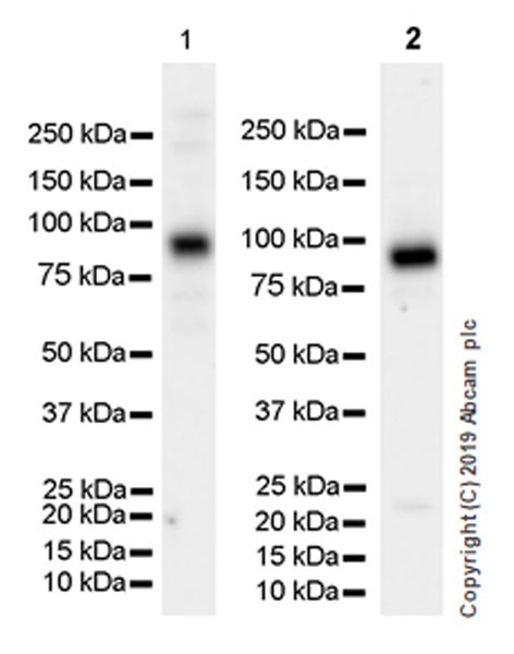 Western blot - Anti-HIF1 beta antibody [EPR23106-55] (AB239366), expandable thumbnail