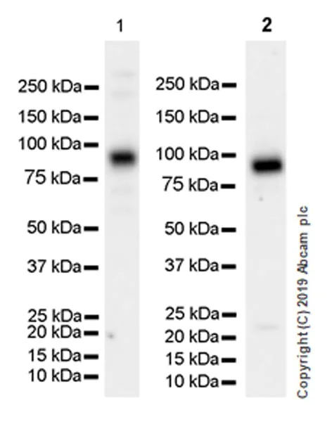 Western blot - Anti-HIF1 beta antibody [EPR23106-55] (AB239366)