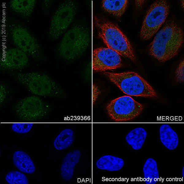 Immunocytochemistry/ Immunofluorescence - Anti-HIF1 beta antibody [EPR23106-55] - BSA and Azide free (AB267343)