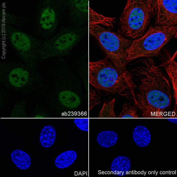 Immunocytochemistry/ Immunofluorescence - Anti-HIF1 beta antibody [EPR23106-55] - BSA and Azide free (AB267343)