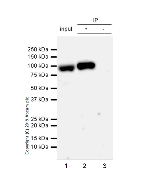 Immunoprecipitation - Anti-HIF1 beta antibody [EPR23106-55] - BSA and Azide free (AB267343)