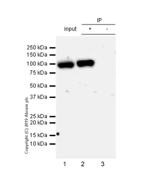 Immunoprecipitation - Anti-HIF1 beta antibody [EPR23106-55] - BSA and Azide free (AB267343)