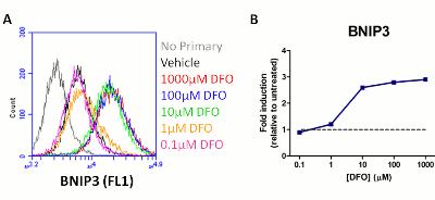 Flow Cytometry - HIF1a + BNIP3 Hypoxia Response Human Flow Cytometry Kit (AB126585), expandable thumbnail
