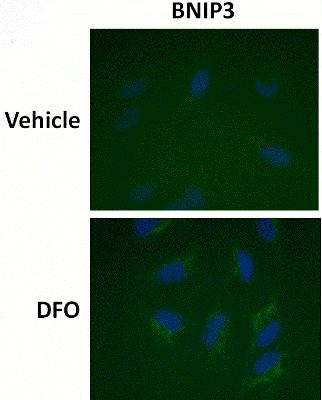 Immunocytochemistry/ Immunofluorescence - HIF1a + BNIP3 Hypoxia Response Human Flow Cytometry Kit (AB126585), expandable thumbnail