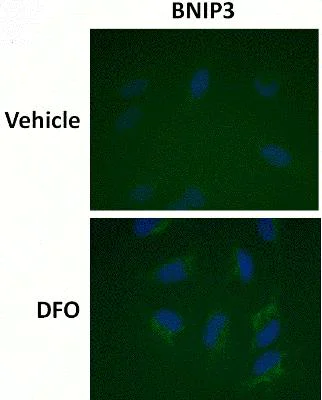 Immunocytochemistry/ Immunofluorescence - HIF1a + BNIP3 Hypoxia Response Human Flow Cytometry Kit (AB126585)