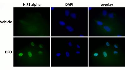 Immunocytochemistry/ Immunofluorescence - HIF1a + BNIP3 Hypoxia Response Human Flow Cytometry Kit (AB126585), expandable thumbnail