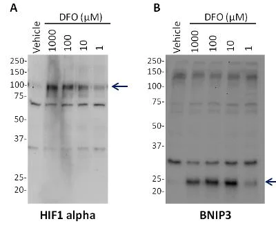 Western blot - HIF1a + BNIP3 Hypoxia Response Human Flow Cytometry Kit (AB126585)