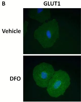 Immunocytochemistry/ Immunofluorescence - HIF1a + GLUT1 Hypoxia Response Human Flow Cytometry Kit (AB126584)