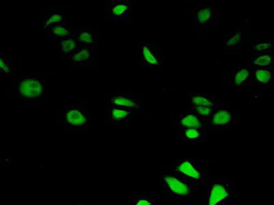 Immunocytochemistry/ Immunofluorescence - Anti-HIF1AN/FIH-1 antibody (AB233141)