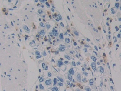 Immunohistochemistry (Formalin/PFA-fixed paraffin-embedded sections) - Anti-HIF1AN/FIH-1 antibody (AB233141)