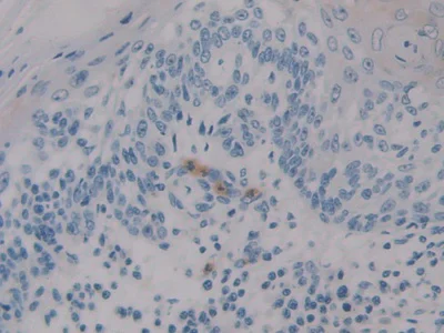 Immunohistochemistry (Formalin/PFA-fixed paraffin-embedded sections) - Anti-HIF1AN/FIH-1 antibody (AB233141)