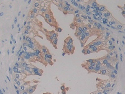 Immunohistochemistry (Formalin/PFA-fixed paraffin-embedded sections) - Anti-HIF1AN/FIH-1 antibody (AB233141)
