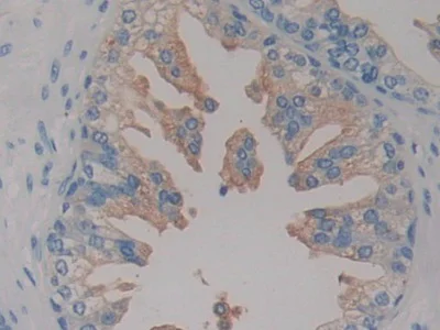 Immunohistochemistry (Formalin/PFA-fixed paraffin-embedded sections) - Anti-HIF1AN/FIH-1 antibody (AB233141)