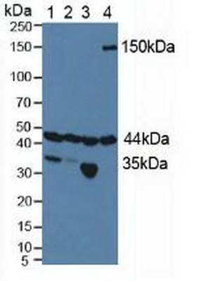 Western blot - Anti-HIF1AN/FIH-1 antibody (AB233141)