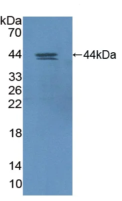 Western blot - Anti-HIF1AN/FIH-1 antibody (AB233141)