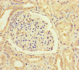 Immunohistochemistry (Formalin/PFA-fixed paraffin-embedded sections) - Anti-HIF1AN/FIH-1 antibody (AB237544)