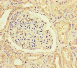 Immunohistochemistry (Formalin/PFA-fixed paraffin-embedded sections) - Anti-HIF1AN/FIH-1 antibody (AB237544)