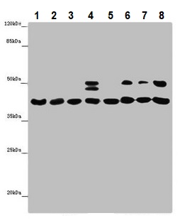 Western blot - Anti-HIF1AN/FIH-1 antibody (AB237544)
