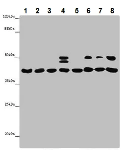 Western blot - Anti-HIF1AN/FIH-1 antibody (AB237544)