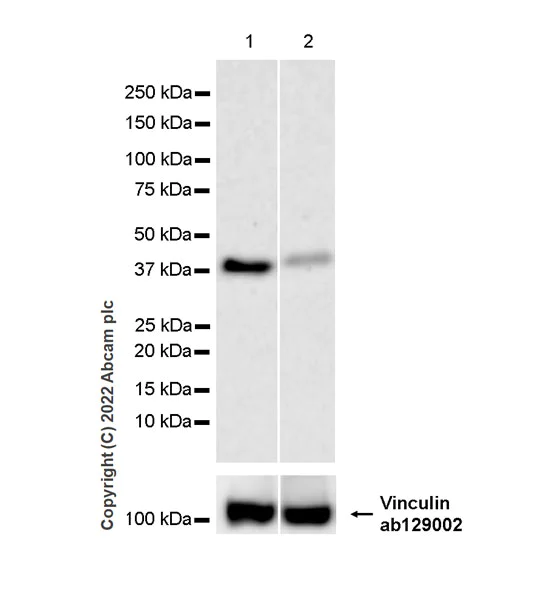 Western blot - Anti-HIF1AN/FIH-1 antibody [EPR27308-67] - BSA and Azide free (AB307830)