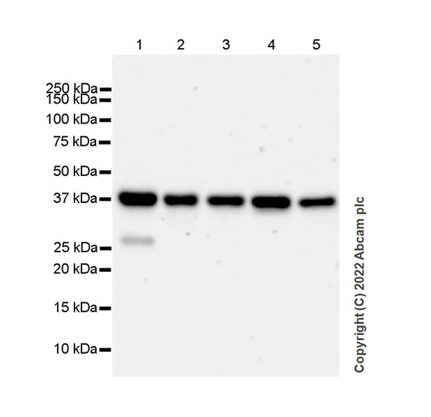 Western blot - Anti-HIF1AN/FIH-1 antibody [EPR27308-67] - BSA and Azide free (AB307830)