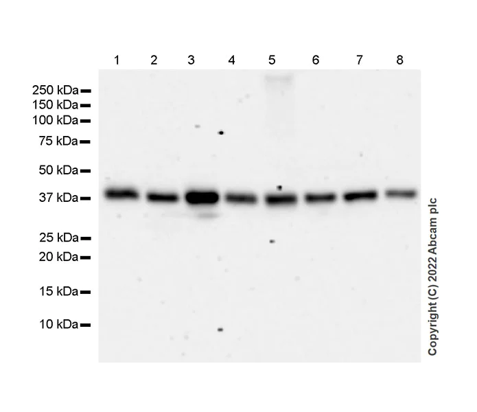 Western blot - Anti-HIF1AN/FIH-1 antibody [EPR27308-67] - BSA and Azide free (AB307830)