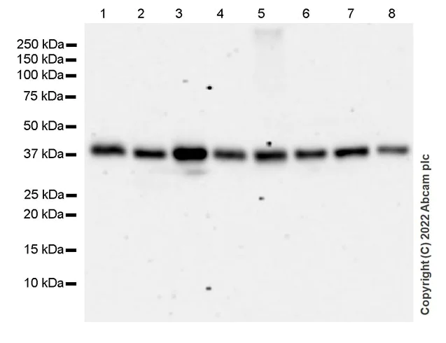 Western blot - Anti-HIF1AN/FIH-1 antibody [EPR27308-67] - BSA and Azide free (AB307830)