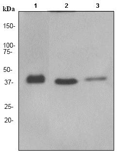 Western blot - Anti-HIF1AN/FIH-1 antibody [EPR3658] (AB92498)