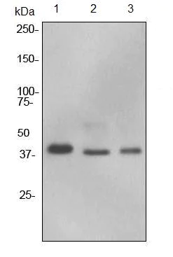 Western blot - Anti-HIF1AN/FIH-1 antibody [EPR3659] - BSA and Azide free (AB247533)