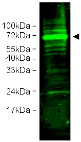 Western blot - Anti-HIF3 alpha/IPAS antibody (AB2165)