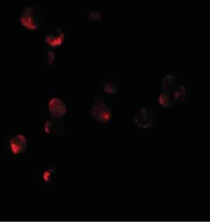 Immunocytochemistry/ Immunofluorescence - Anti-HIGD1A antibody (AB117456)