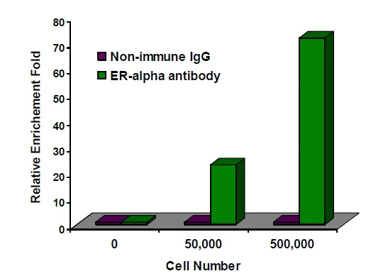 ChIP - High-Sensitivity ChIP Kit (AB185913)
