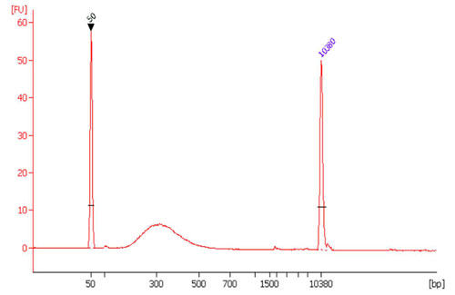 Spectrum - High-Sensitivity DNA Library Preparation Kit (For Illumina®) (AB185905), expandable thumbnail