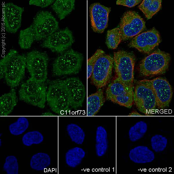 Immunocytochemistry/ Immunofluorescence - Anti-HIKESHI antibody [EPR17761] - BSA and Azide free (AB251362)