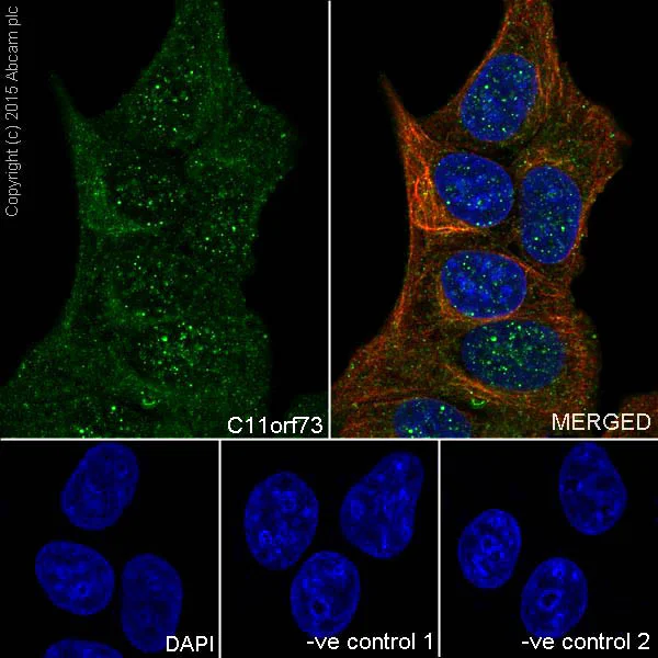 Immunocytochemistry/ Immunofluorescence - Anti-HIKESHI antibody [EPR17761] - BSA and Azide free (AB251362)