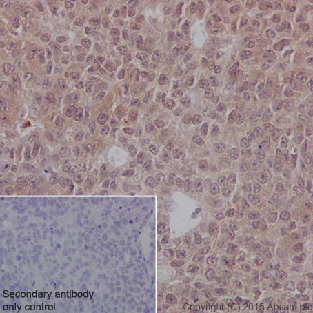 Immunohistochemistry (Formalin/PFA-fixed paraffin-embedded sections) - Anti-HIKESHI antibody [EPR17761] - BSA and Azide free (AB251362)