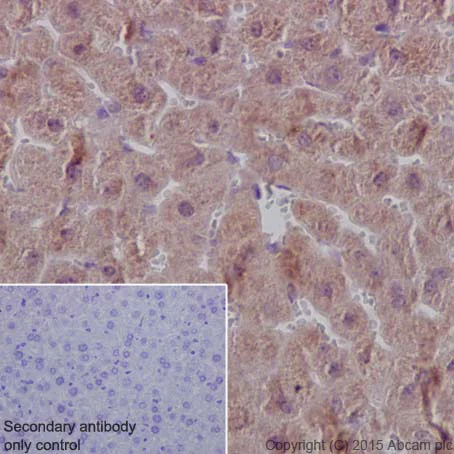 Immunohistochemistry (Formalin/PFA-fixed paraffin-embedded sections) - Anti-HIKESHI antibody [EPR17761] - BSA and Azide free (AB251362)
