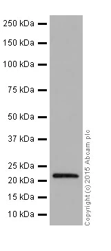 Western blot - Anti-HIKESHI antibody [EPR17761] - BSA and Azide free (AB251362)