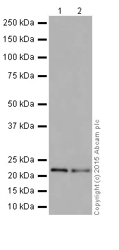 Western blot - Anti-HIKESHI antibody [EPR17761] - BSA and Azide free (AB251362)