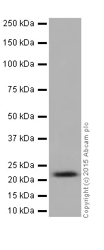 Western blot - Anti-HIKESHI antibody [EPR17761] - BSA and Azide free (AB251362)