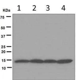 Western blot - Anti-HINT1 antibody [EPR5108] (AB124912)