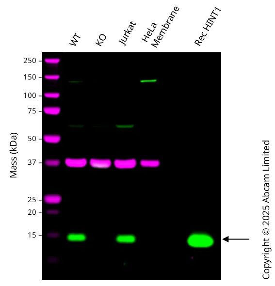 Western blot - Anti-HINT1 antibody [EPR5108] (AB124912)
