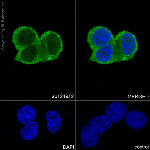 Immunocytochemistry/ Immunofluorescence - Anti-HINT1 antibody [EPR5108] - BSA and Azide free (AB240007)