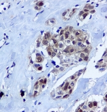 Immunohistochemistry (Formalin/PFA-fixed paraffin-embedded sections) - Anti-HINT1 antibody [EPR5108] - BSA and Azide free (AB240007), expandable thumbnail